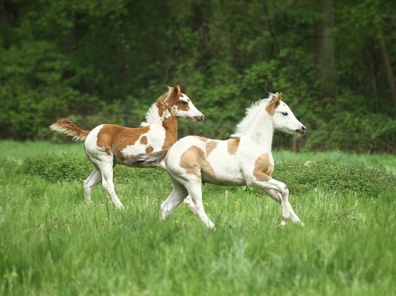 Poppy & Lili happy in their pasture